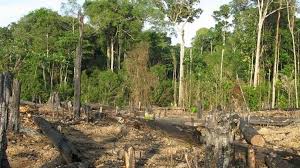 Forest Resources in Nigeria