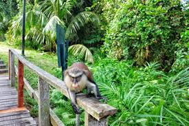 Nigeria's Rich Biodiversity and Conservation Efforts