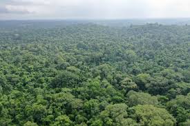 Forest Trees of Nigeria: Classification, Morphology, and Distribution