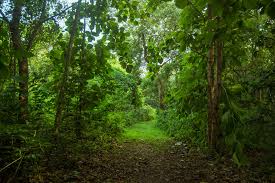 Forest Trees of Nigeria: Classification, Morphology, and Distribution