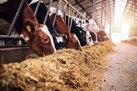 Common Terms and Importance of Feeds in Animal Nutrition

