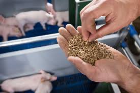 Common Terms and Importance of Feeds in Animal Nutrition
