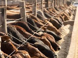 Common Terms and Importance of Feeds in Animal Nutrition
