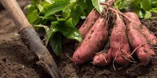 When To Plant and Planting Methods Of Sweet Potatoes