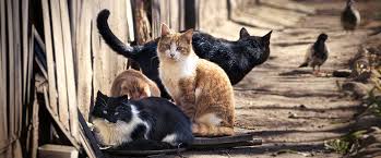 Wildlife Damage Management