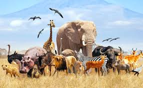 Wildlife Conservation: Balancing Nature and Human Needs