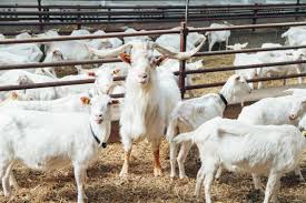 Goat Farming Essentials