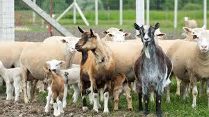 Goat Farming Essentials