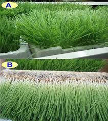 Hydroponic Green Fodder Production Guide