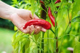 Growing Hot Peppers in Trinidad and Tobago