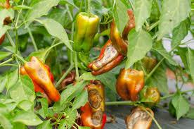 Hot Pepper Production and Management