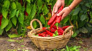 Hot Pepper Production and Management