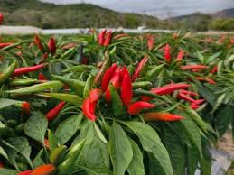 Hot Pepper Production and Management