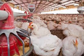 Optimizing Broiler Nutrition for Modern Poultry Production