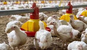 Optimizing Broiler Nutrition for Modern Poultry Production