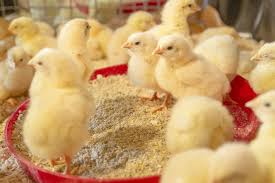 Broiler Growth Management
