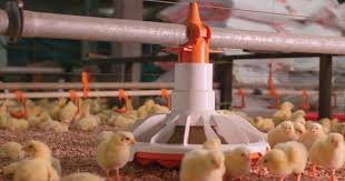 Broiler Growth Management