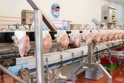 Optimizing Poultry Processing: Catching and Transport