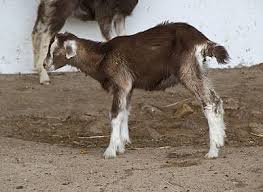 Goat Health Guide: Common Diseases and Conditions