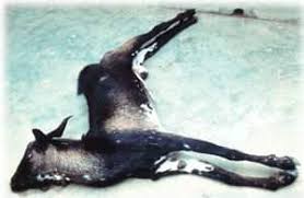 Goat Health Guide: Common Diseases and Conditions