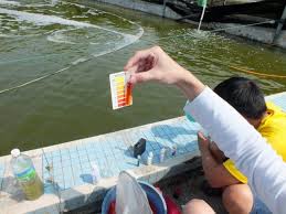 Fish Pond Design and Management