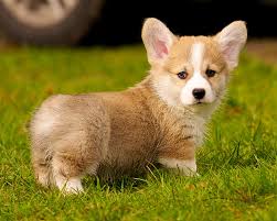 All You Need To Know About the Corgi Dogs