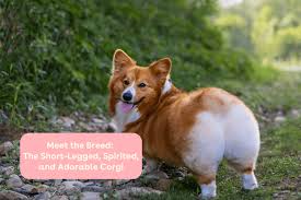 All You Need To Know About the Corgi Dogs
