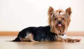 Yorkie Terrier Dogs: Description and Complete Care Guide