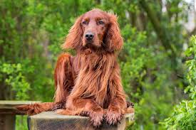All You Need To Know About the Irish Setters Dog Breed