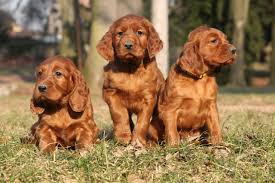 All You Need To Know About the Irish Setters Dog Breed