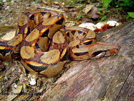 Boa Constrictors: Facts, Habitat, Reproduction & More
