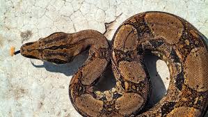 Boa Constrictors: Facts, Habitat, Reproduction & More