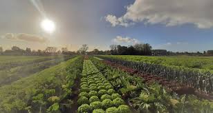 The Definition and Classifications of Cropping System