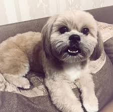 Lhasa Apso Dogs: Description and Complete Care Guide