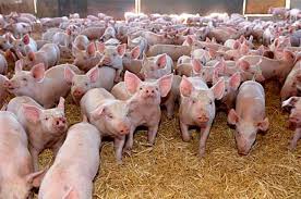 Business Opportunities in Pig Farming Around the World