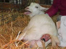 Goat Reproduction and Kidding Guide