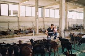 Optimizing Goat Enclosure Design and Management