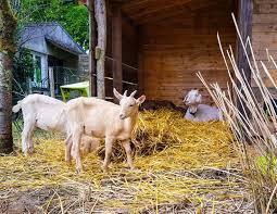 Optimizing Goat Enclosure Design and Management