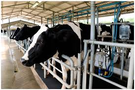 Goat Commercialisation Guide