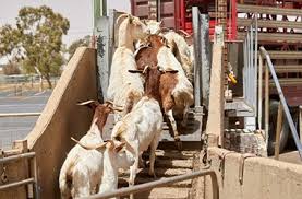 Goat Commercialisation Guide