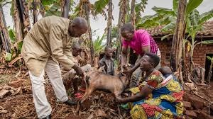 Goat Farming: Enhancing Value and Productivity