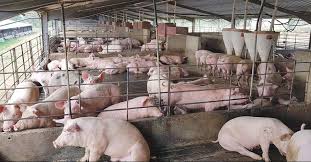 Pig Farming in North Eastern India: A Comprehensive Guide