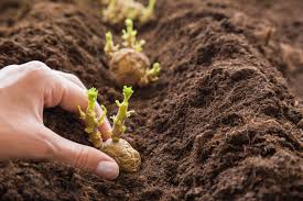 Potato Cultivation Guide