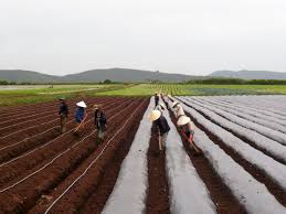 Potato Field Fertilisation and Irrigation Guide