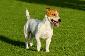 Terrier Dogs: Description and Complete Care Guide