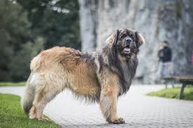 Leonberger Dogs: Description and Complete Care Guide
