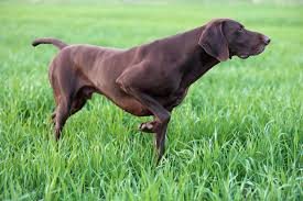 Pointer Dogs: Description and Complete Care Guide