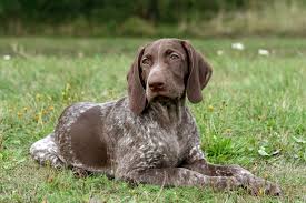 Pointer Dogs: Description and Complete Care Guide