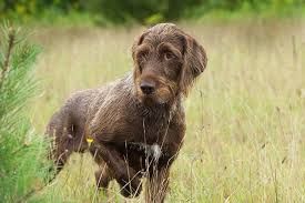 Pointer Dogs: Description and Complete Care Guide