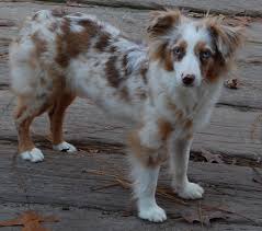Mini and Red Merle Australian Shepherd Dogs Complete Care Guide